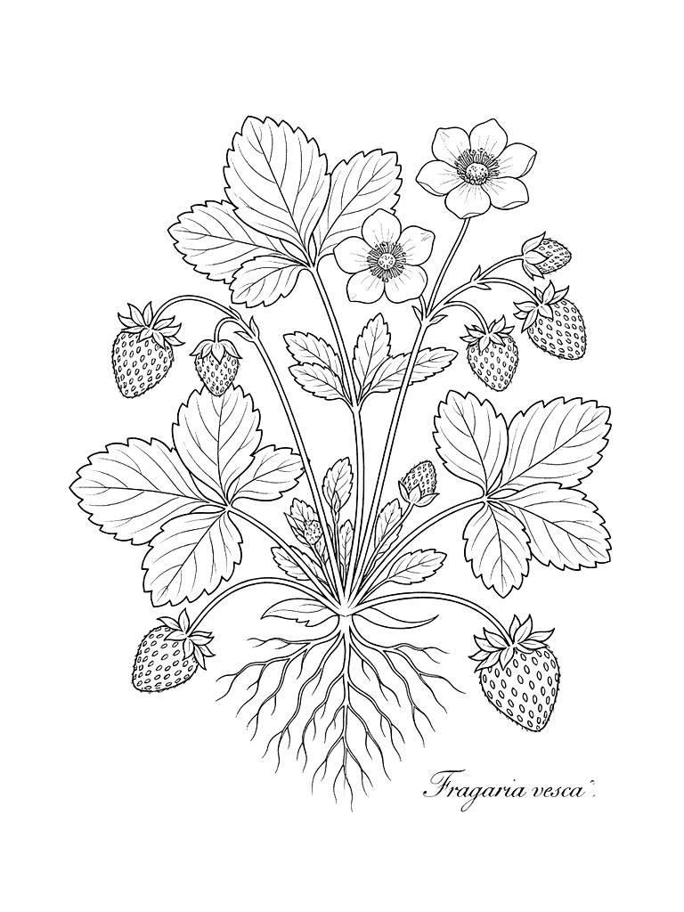 18th-century Style Botanical Plate Of A Flowering Strawberry Plant With Roots And Berries Coloring Page
