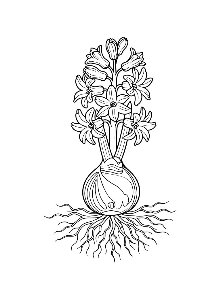19th-century Scientific Illustration Of A Hyacinth Bulb With Intricate Root Systems And Multiple Bell-shaped Flowers Coloring Page