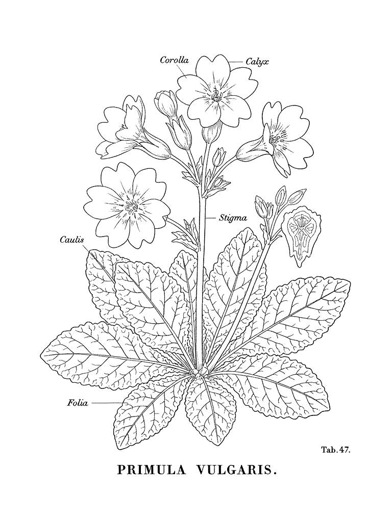 19th Century Scientific Illustration Of A Primrose With Latin Labels Coloring Page