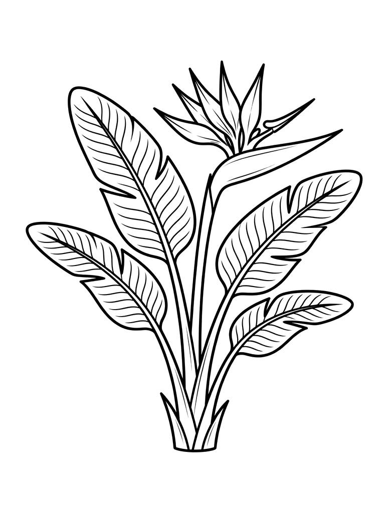 Bird Of Paradise Plant Coloring Page