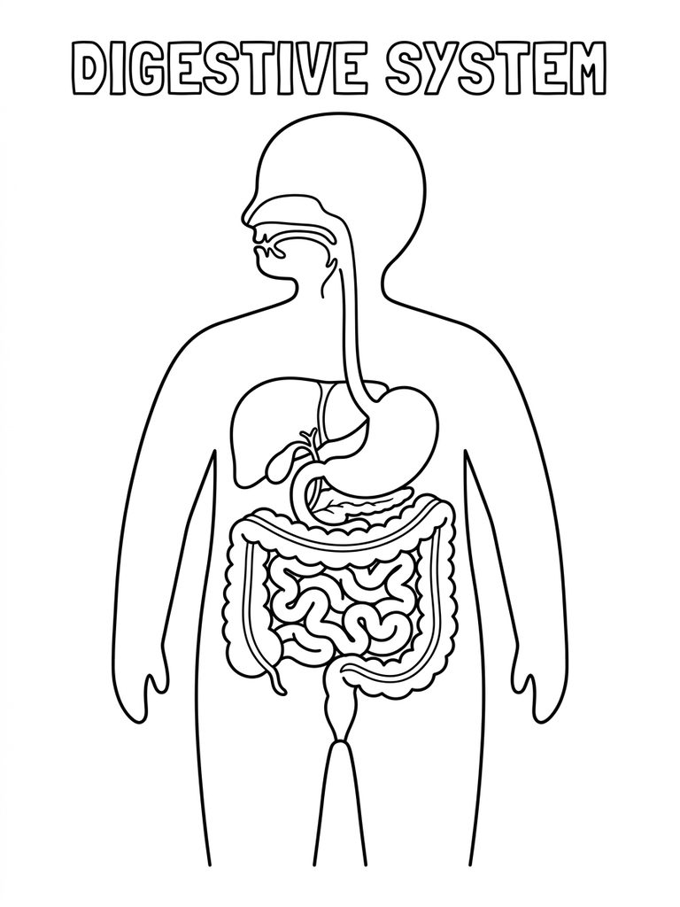 Digestive System Including Stomach And Intestines Coloring Page