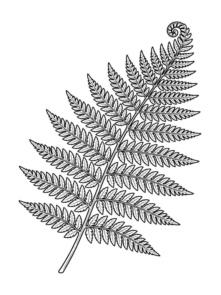 Fern Frond Detail Coloring Page
