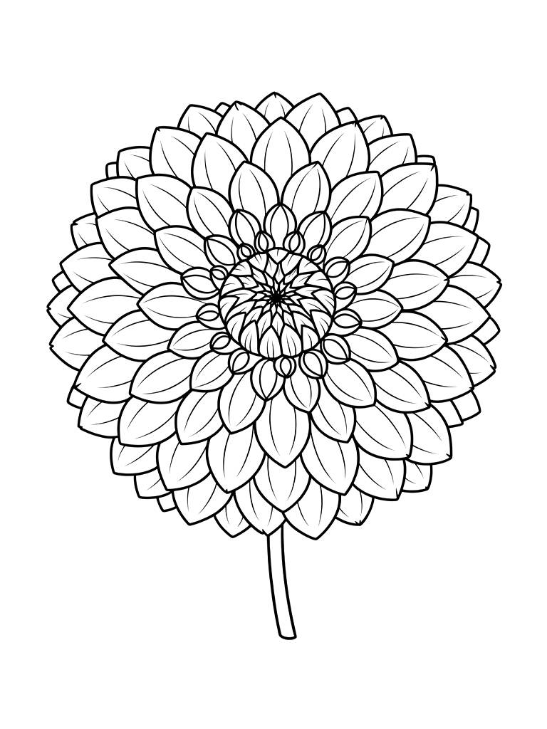 Huge Intricate Cafe Au Lait Dahlia Flower With Hundreds Of Symmetrical Layered Petals And A Thin Stem Coloring Page
