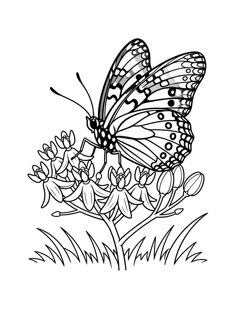 Painted Lady Butterfly Resting On A Cluster Of Orange Milkweed Flowers In A Sunny Field Coloring Page