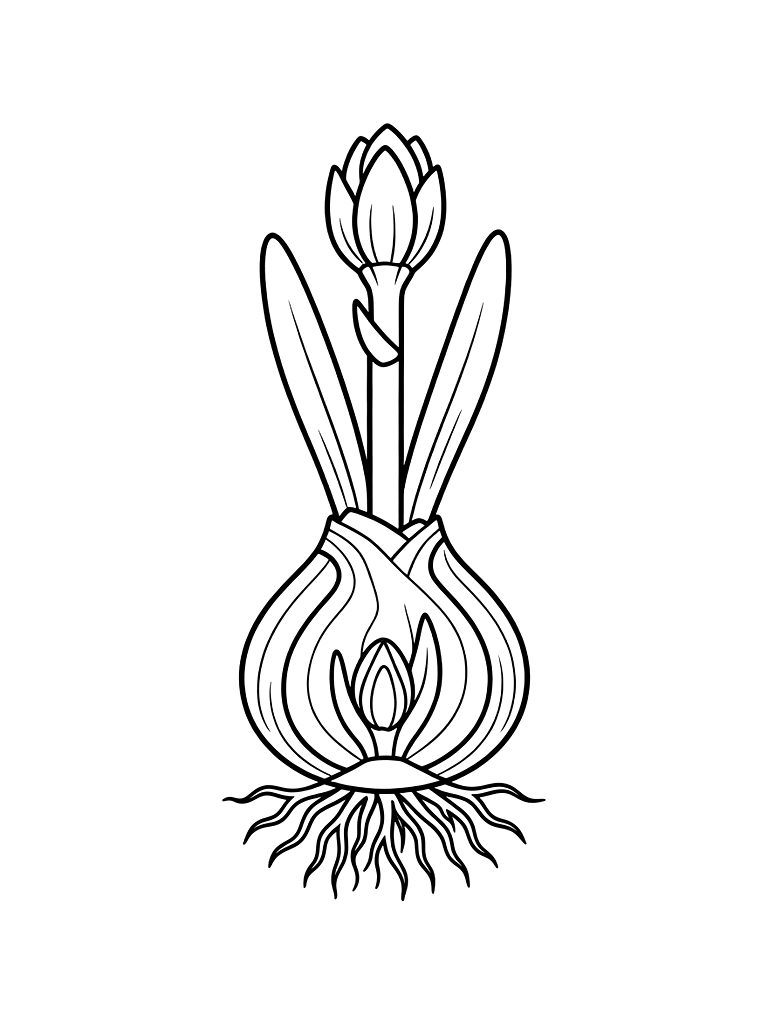 Scientific Illustration Of A Spring Daffodil Bulb Showing Roots And Flowering Stem Coloring Page