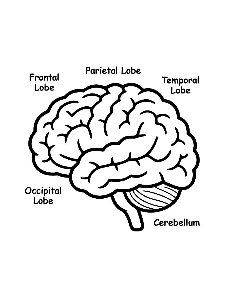Simplified Diagram Of The Human Brain With Different Lobes Highlighted For Learning Coloring Page