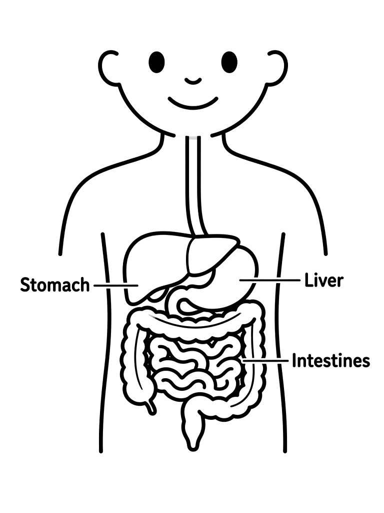 Simplified Diagram Of The Human Digestive System Showing The Stomach Coloring Page