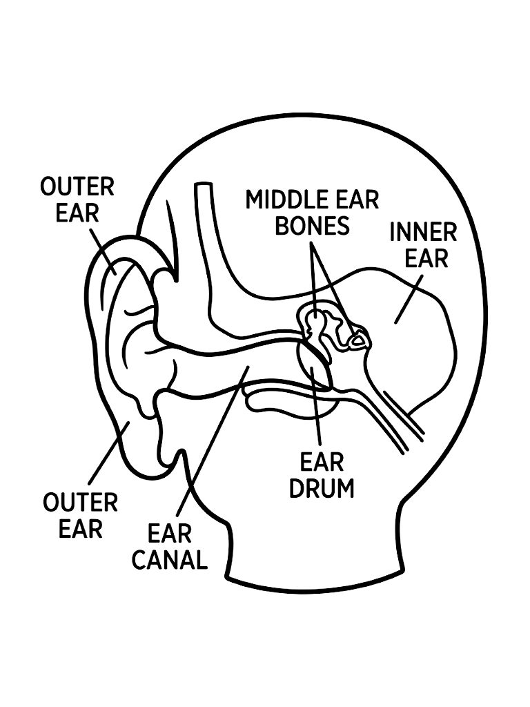 Simplified Diagram Of The Human Ear Showing The Outer Ear Ear Canal And The Tiny Bones Of The Middle Ear With Clear Educational Labels Coloring Page