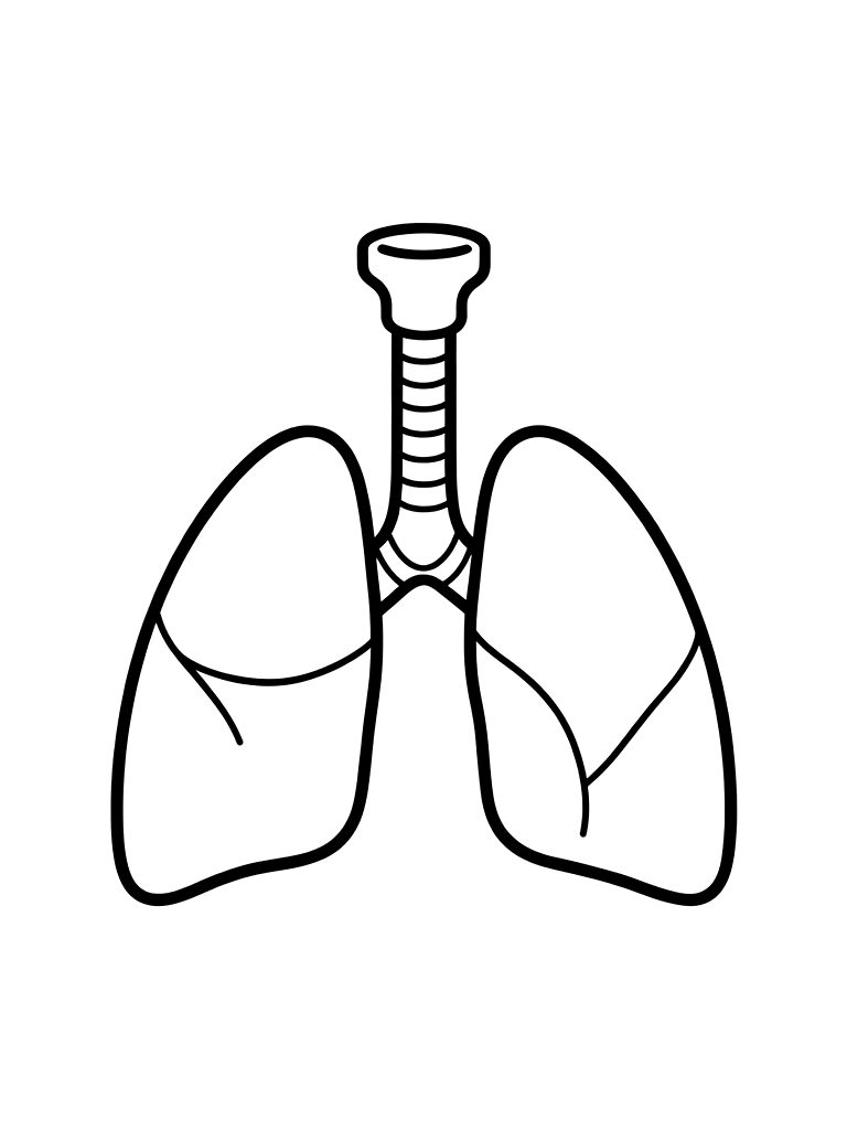 Simplified Diagram Of The Human Respiratory System Showing The Lungs And The Windpipe Coloring Page