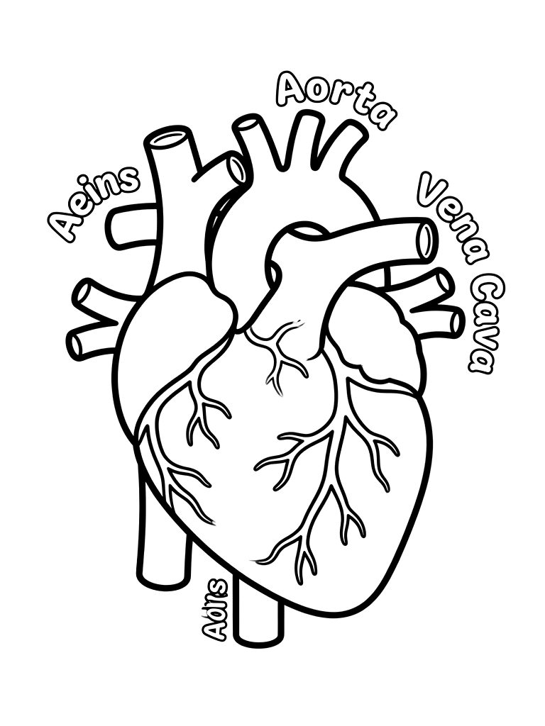 Simplified Human Heart Diagram With Arteries And Veins For Kids Coloring Page