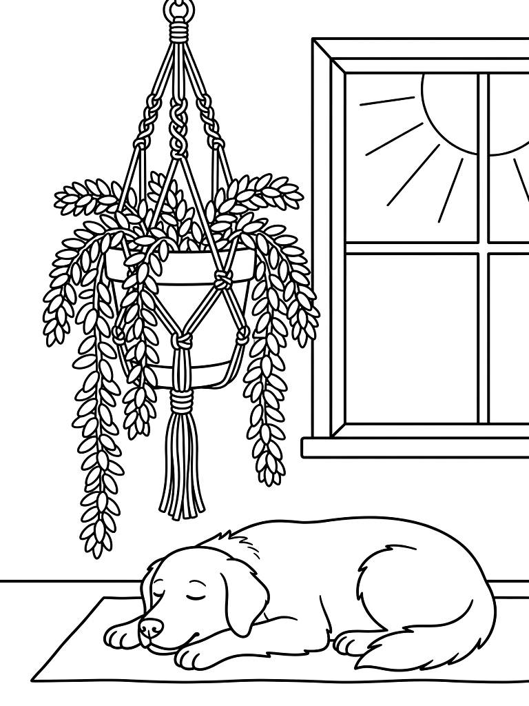 Trailing Burro's Tail Succulent Hanging In An Intricate Macrame Plant Hanger Next To A Sunny Window With A Sleeping Golden Retriever Below Coloring Page