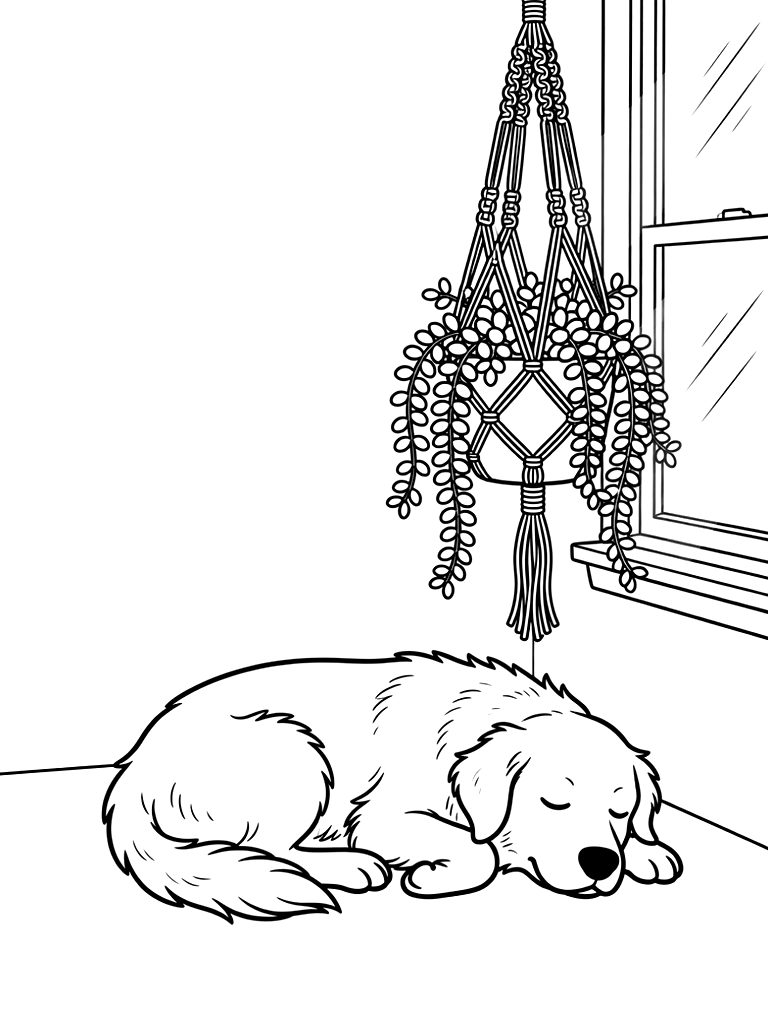 Trailing Burro's Tail Succulent Hanging In An Intricate Macrame Plant Hanger Next To A Sunny Window With A Sleeping Golden Retriever Below Coloring Page