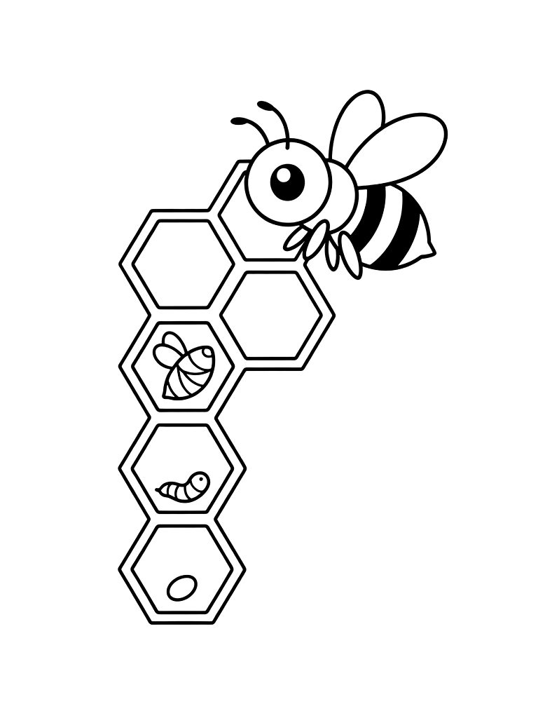 Transformation Of A Honeybee From A Small Egg In A Honeycomb Cell To A Larva Coloring Page