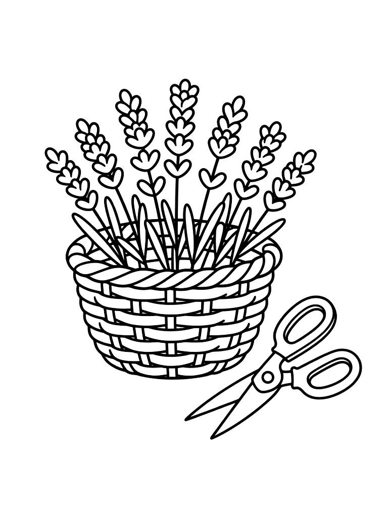 Wicker Basket Full Of Freshly Cut Lavender Sprigs Next To A Pair Of Garden Shears Coloring Page